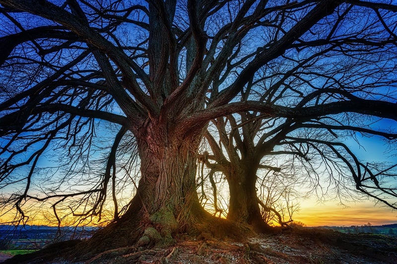 Sunrise Silhouette